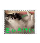 ももちの使えるスタンプ（個別スタンプ：12）