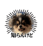 ももちの使えるスタンプ（個別スタンプ：16）