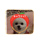 LUNA＆SEAです！！バレンタインデー"LOVe"（個別スタンプ：4）
