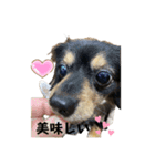 ジジとカイとソラの日常（個別スタンプ：9）