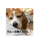 チャッピー15（個別スタンプ：2）