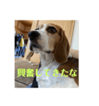 チャッピー15（個別スタンプ：4）