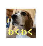 チャッピー15（個別スタンプ：6）