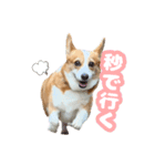 食パン一斤スタンプ（個別スタンプ：11）