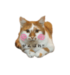 * *みかんのスタンプ* *（個別スタンプ：18）