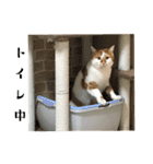 * *みかんのスタンプ* *（個別スタンプ：21）