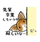 柴犬チロたちの春の物語♪卒業/受験/入学（個別スタンプ：11）