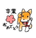 柴犬チロたちの春の物語♪卒業/受験/入学（個別スタンプ：23）