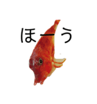 魚三昧 Ver17（個別スタンプ：1）