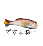 魚三昧 Ver17（個別スタンプ：3）