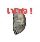 魚三昧 Ver17（個別スタンプ：4）