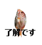 魚三昧 Ver17（個別スタンプ：8）