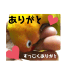 でめちゃんのスタンプ（個別スタンプ：15）