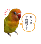 でめちゃんのスタンプ（個別スタンプ：20）