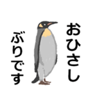シンプルでクールなペンギンスタンプ（個別スタンプ：10）