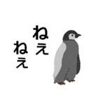 シンプルでクールなペンギンスタンプ（個別スタンプ：31）