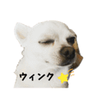 カイとソラの日常2（個別スタンプ：14）
