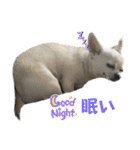カイとソラの日常2（個別スタンプ：21）