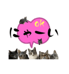 Y家の猫たち（個別スタンプ：3）