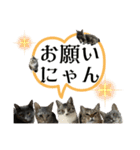 Y家の猫たち（個別スタンプ：5）