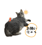 Y家の猫たち（個別スタンプ：6）