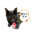 Y家の猫たち（個別スタンプ：7）