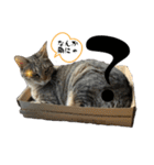 Y家の猫たち（個別スタンプ：8）
