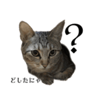 Y家の猫たち（個別スタンプ：9）