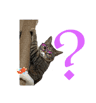 Y家の猫たち（個別スタンプ：10）