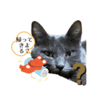 Y家の猫たち（個別スタンプ：11）