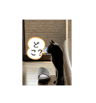 Y家の猫たち（個別スタンプ：13）