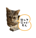 Y家の猫たち（個別スタンプ：14）
