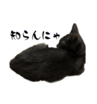 Y家の猫たち（個別スタンプ：16）