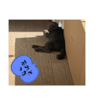 Y家の猫たち（個別スタンプ：18）