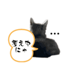 Y家の猫たち（個別スタンプ：20）