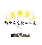 Y家の猫たち（個別スタンプ：21）