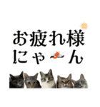 Y家の猫たち（個別スタンプ：22）