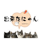Y家の猫たち（個別スタンプ：23）
