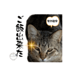 Y家の猫たち（個別スタンプ：24）