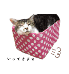 * *みんくのスタンプ* *（個別スタンプ：18）