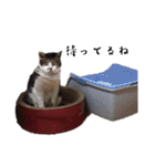* *みんくのスタンプ* *（個別スタンプ：23）
