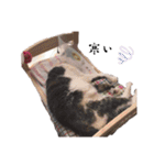 * *みんくのスタンプ* *（個別スタンプ：24）