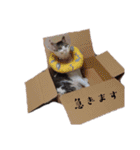 * *みんくのスタンプ* *（個別スタンプ：36）