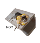 * *みんくのスタンプ* *（個別スタンプ：37）