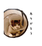 * *みんくのスタンプ* *（個別スタンプ：40）