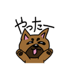 柴犬テツLINEすたんぷ②（個別スタンプ：7）