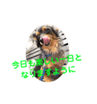 チワックスのミートくん2023③（個別スタンプ：7）