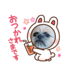 みるしょこぽん7（個別スタンプ：1）