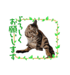 みるしょこぽん7（個別スタンプ：11）