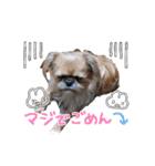 みるしょこぽん7（個別スタンプ：20）